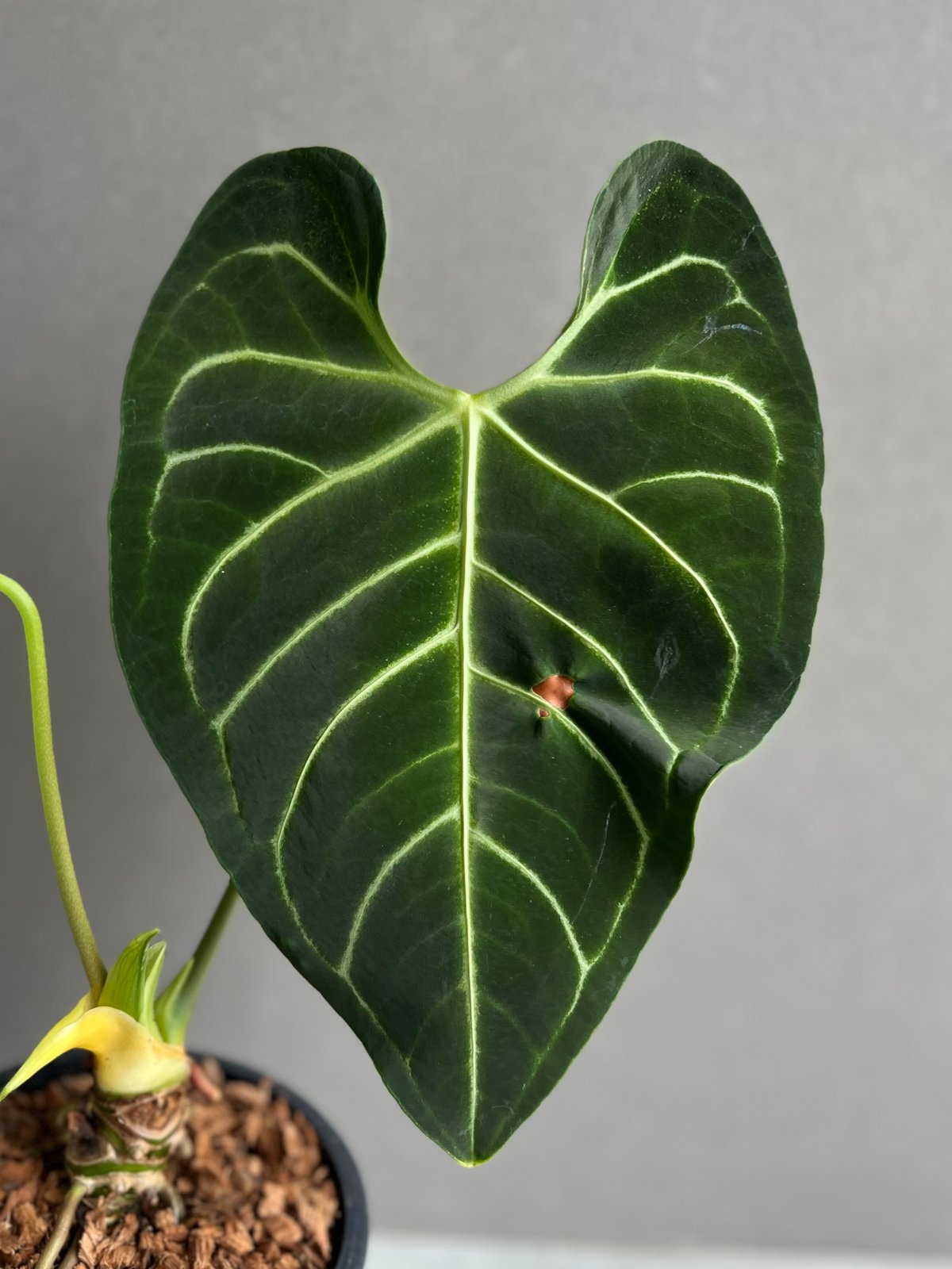 アンスリウム レガレ(コロンビア/ペルー) 「Anthurium regale (Colomb