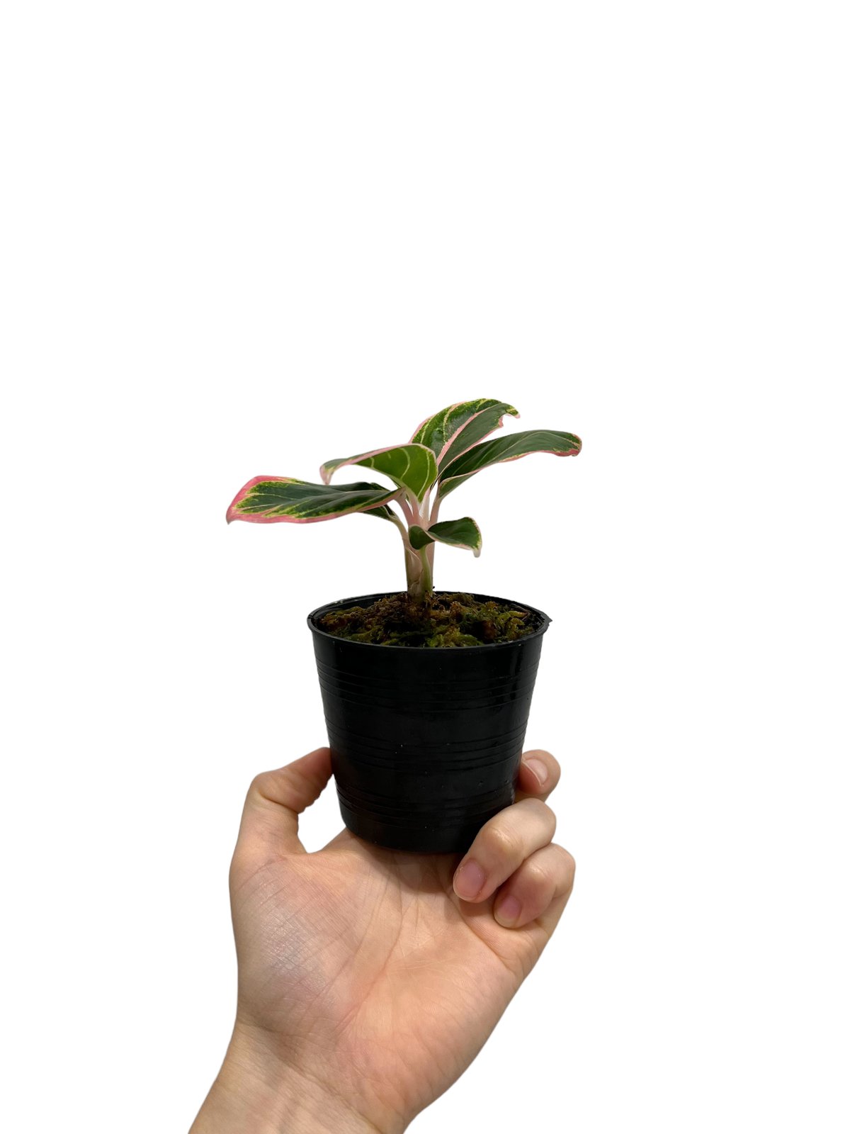アグラオネマ ロータス デライト 「Aglaonema Lotus Delight」62M |