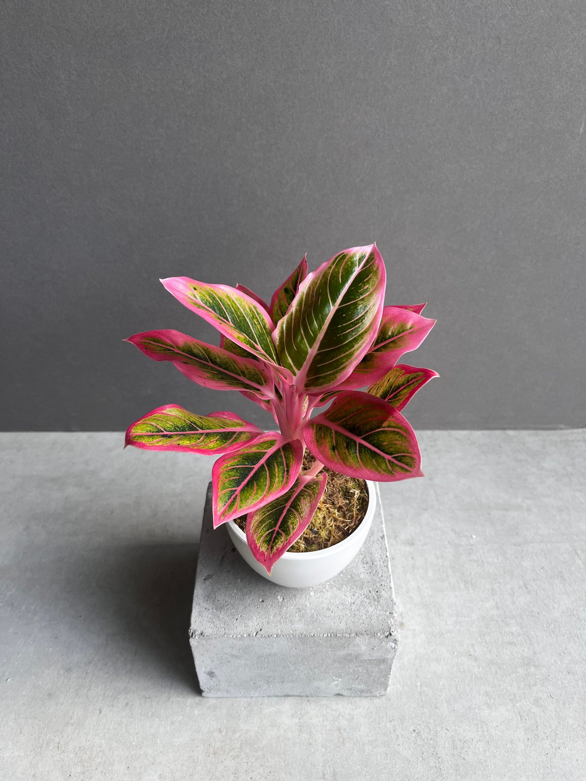 アグラオネマアンダマン/アグラオネマロータスデライトの2種セット アグラオネマアンダマン/アグラオネマロータスデライトの2種