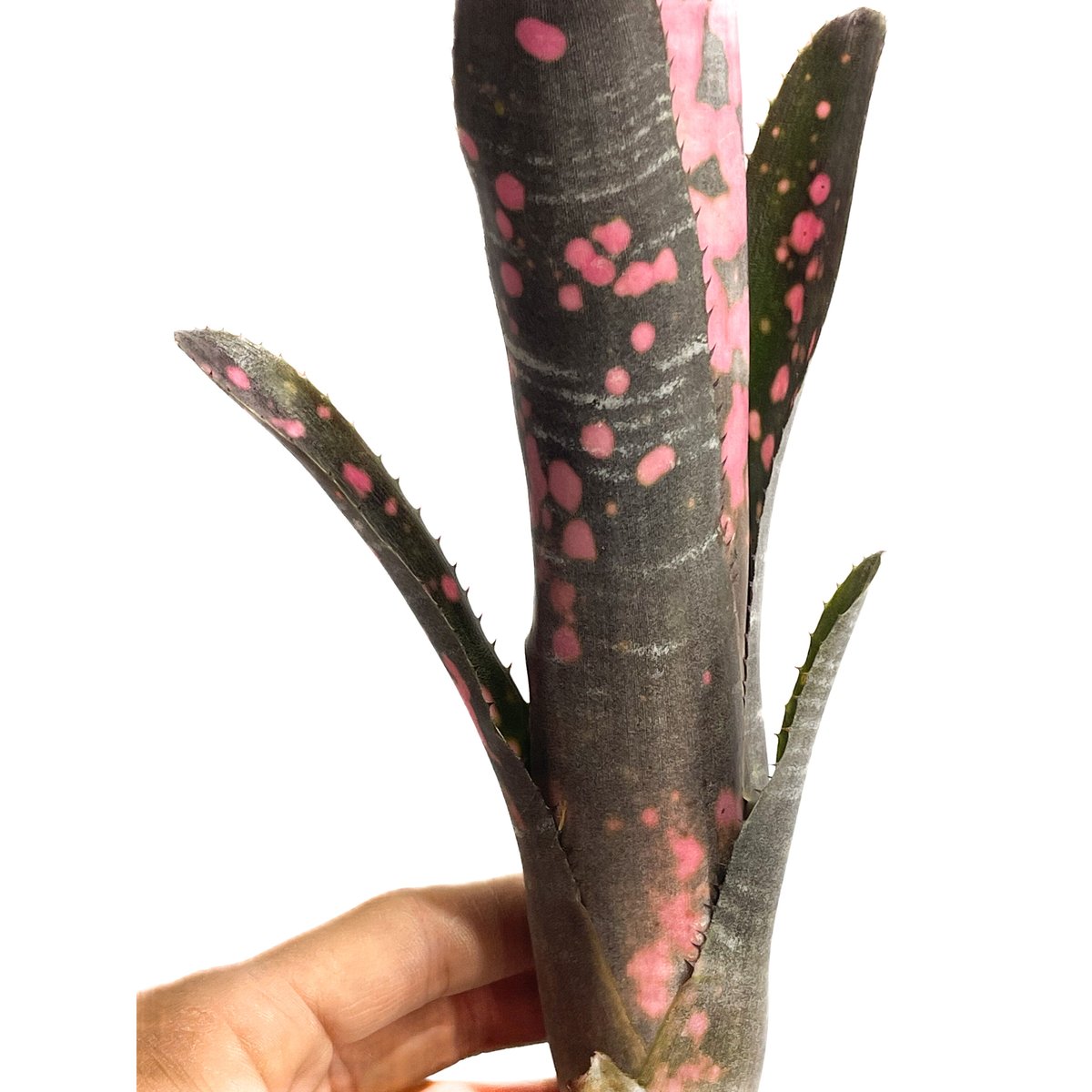 ビルベルギア インセンディアリー デライト「Billbergia