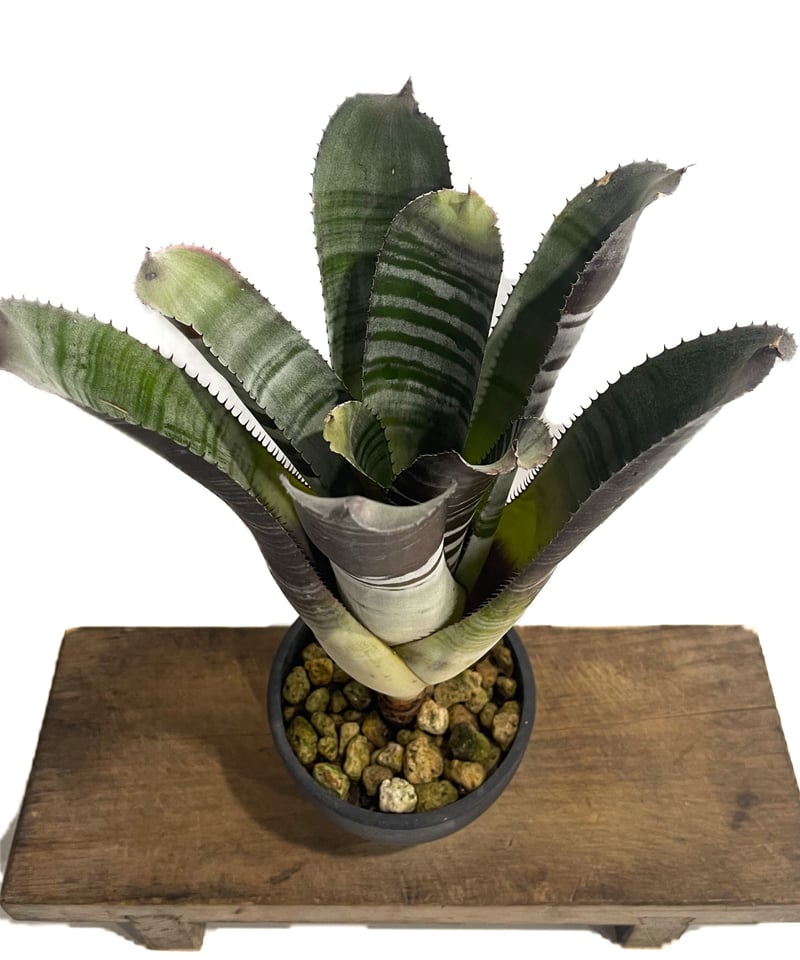 エクメア チャンティニー ブラックゾンビ「Aechmea chantinii 'Black Z