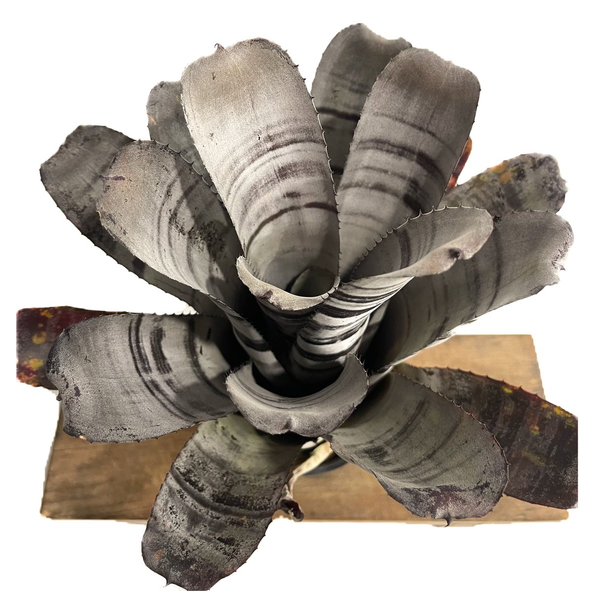 エクメア チャンティニー ブラックセレクト「Aechmea Chantinii Black S