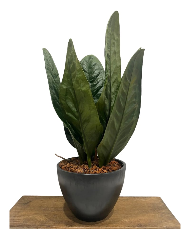 アンスリウム スパーバム 「Anthurium superbum」15Q | SHOUCHIKUEN