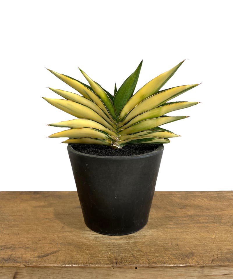 サンセベリア サワディー 斑入 「Sansevieria Sawasdee variegate サンセベリア サワディー 斑入 「Sansevieria Sawasdee variegate