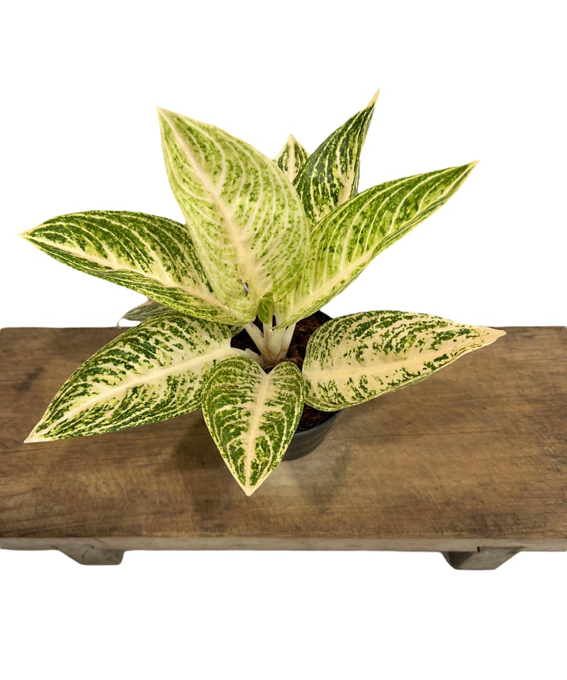 アグラオネマ ホワイト レガシー 「Aglaonema White Legacy」78L