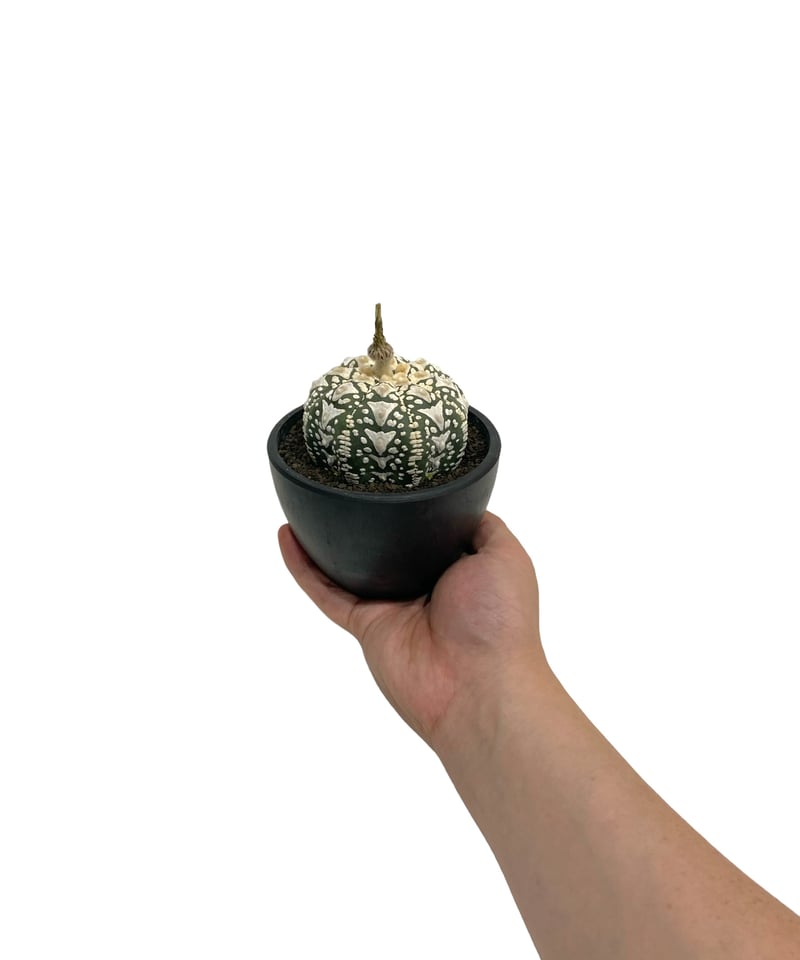 アストロフィツム 兜 V タイプ(実生) 「Astrophytum asterias V