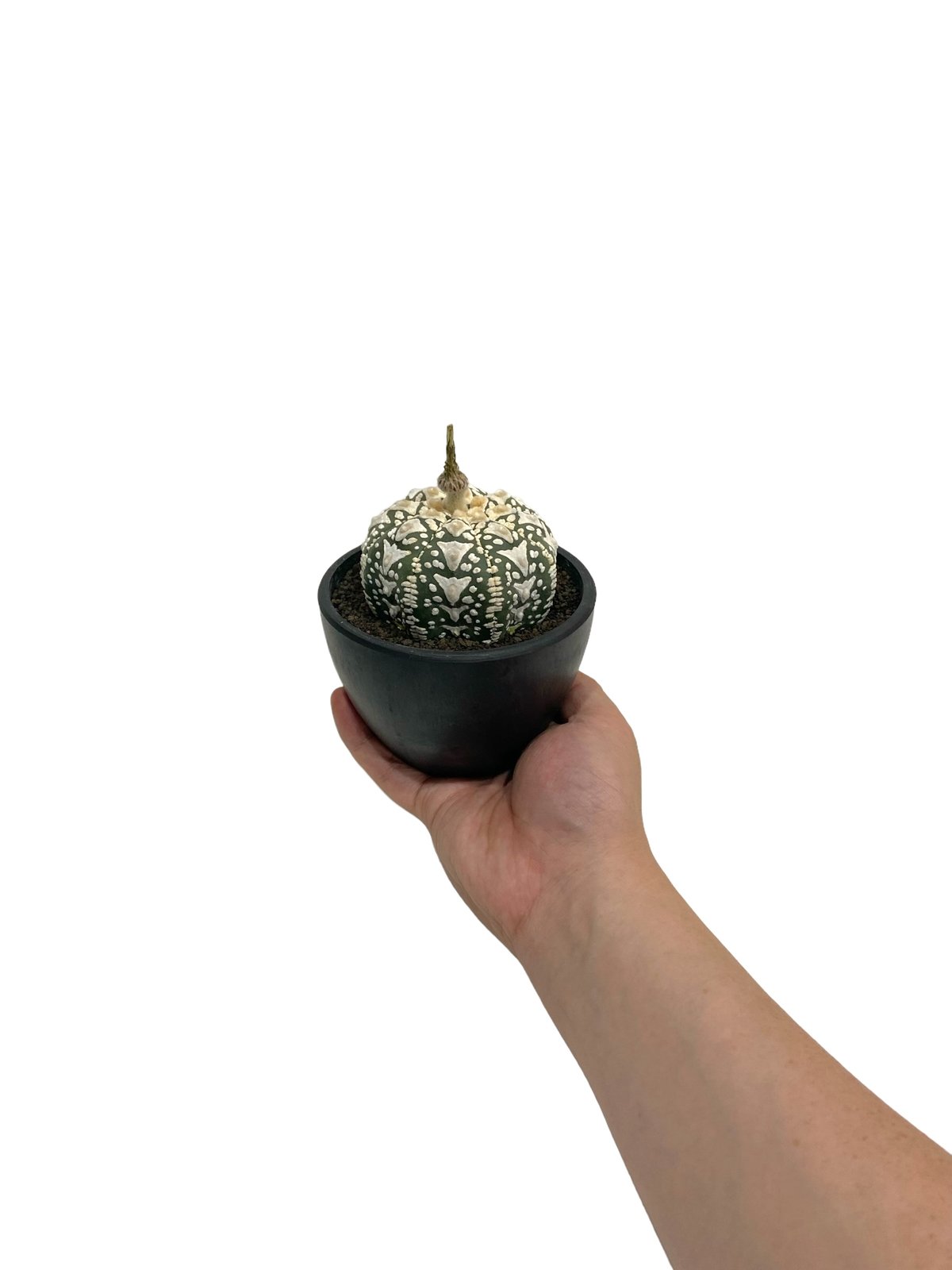 アストロフィツム　Vタイプ兜　国内実生 アストロフィツム 兜 V タイプ(実生) 「Astrophytum asterias V ty