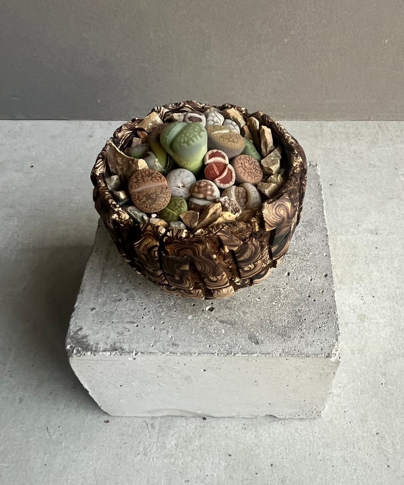 リトープス + plantsmonsters pot”Habitat Style” 「Lith