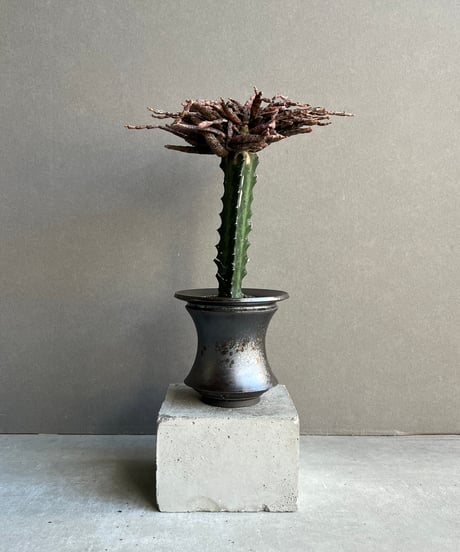 CATEGORY Plants | SHOUCHIKUEN