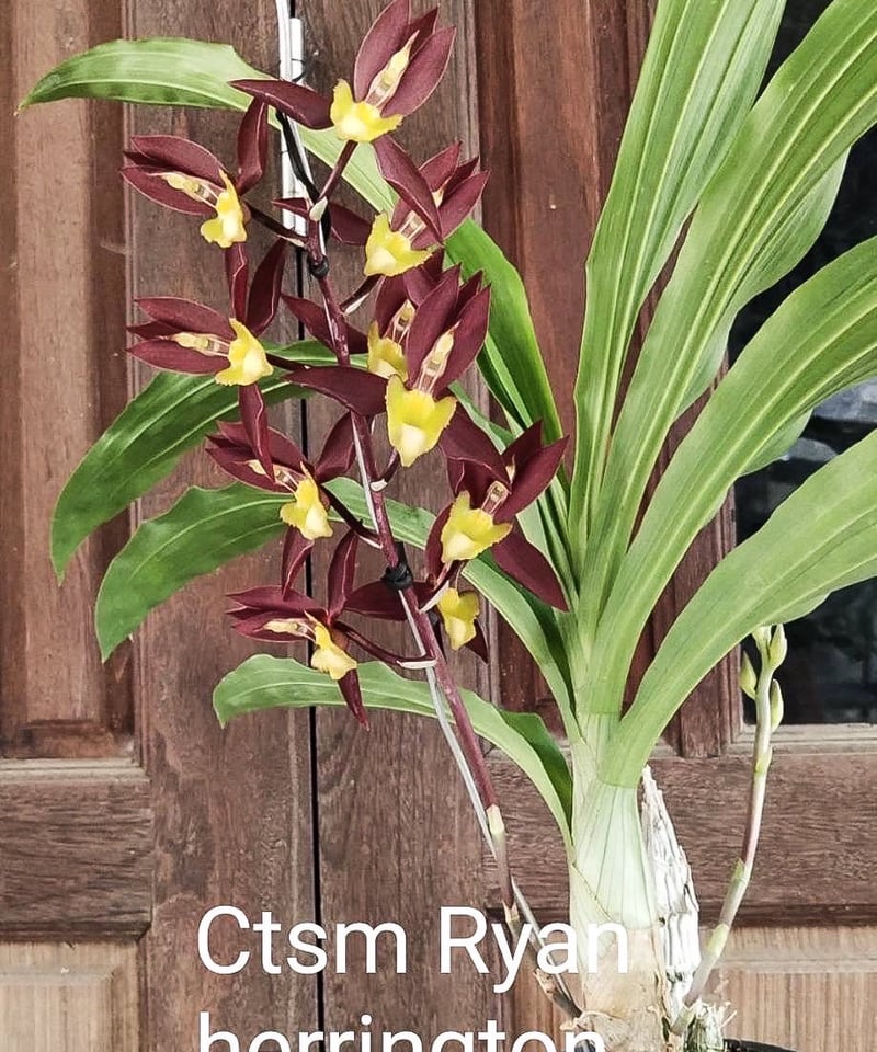 洋らん 洋蘭 タケノコ蘭 Ctsm. Ryan Harrington 開花株 カタセタム ライアン ハリントン【花芽付き】 「Catasetum Ryan