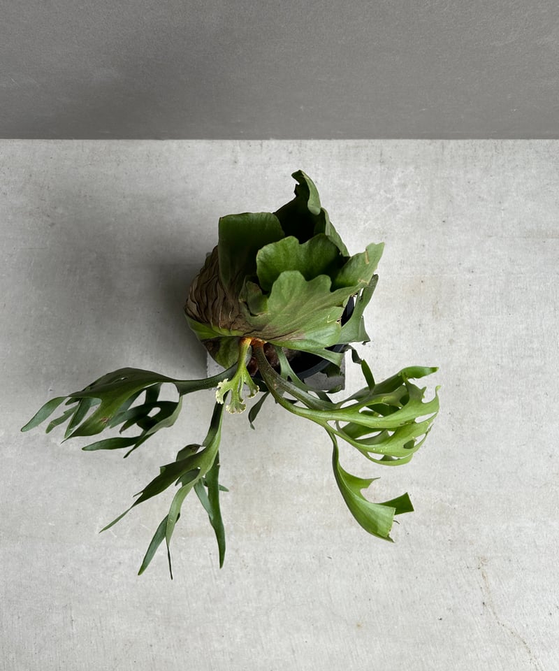 写真追加　キッチャクードthin ビカクシダ ビカクシダ キッチャクード細葉 「Platycerium kitshakood thin l