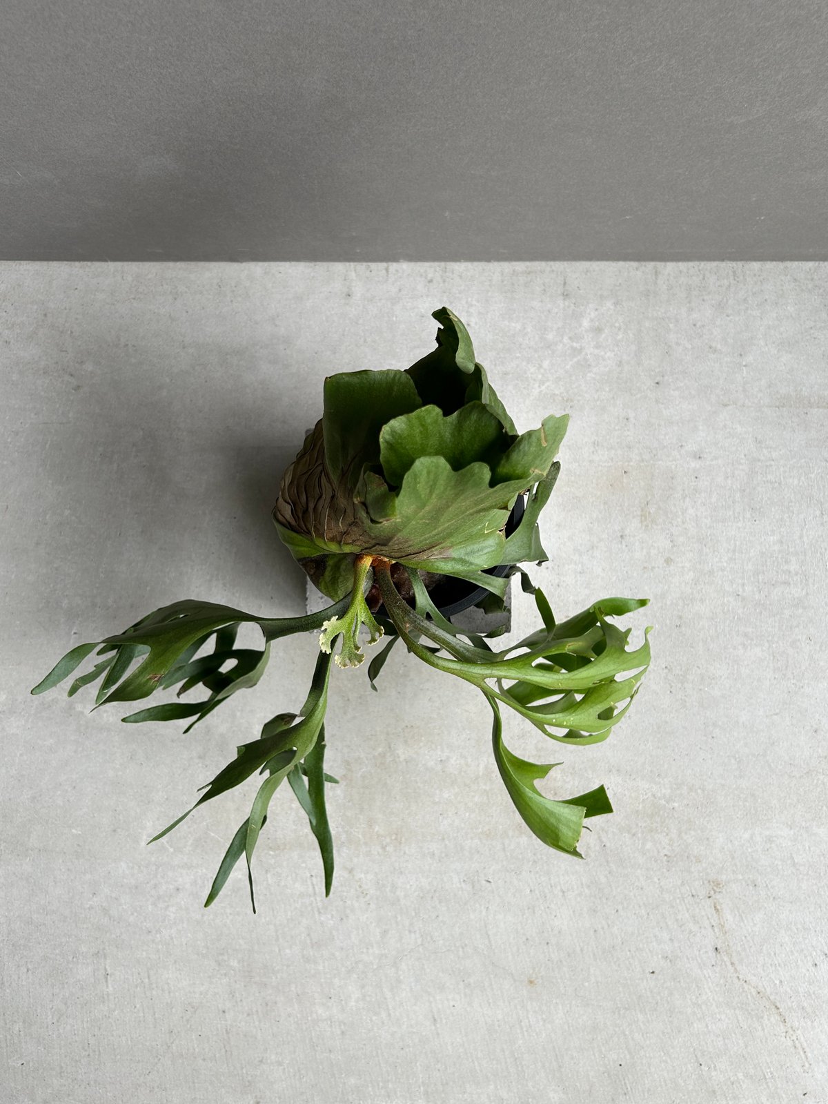 ビカクシダ キッチャクード細葉 「Platycerium kitshakood thin l