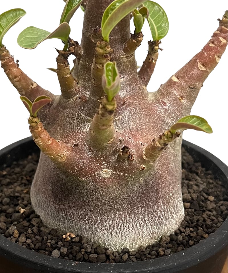 アデニウム アラビカム ドワーフ “ブラック” 「Adenium arabicum
