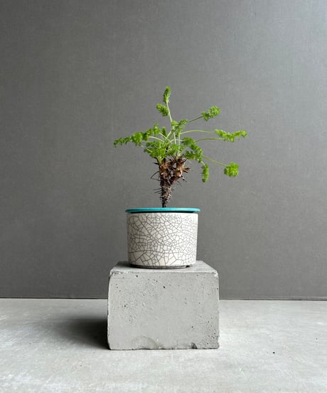 CATEGORY Plants | SHOUCHIKUEN