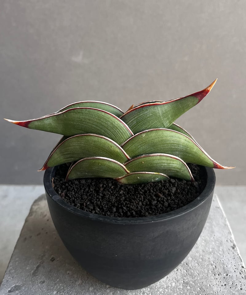 サンセベリア ロリダ 「Sansevieria rorida」45Z | SHOUCHIKUEN