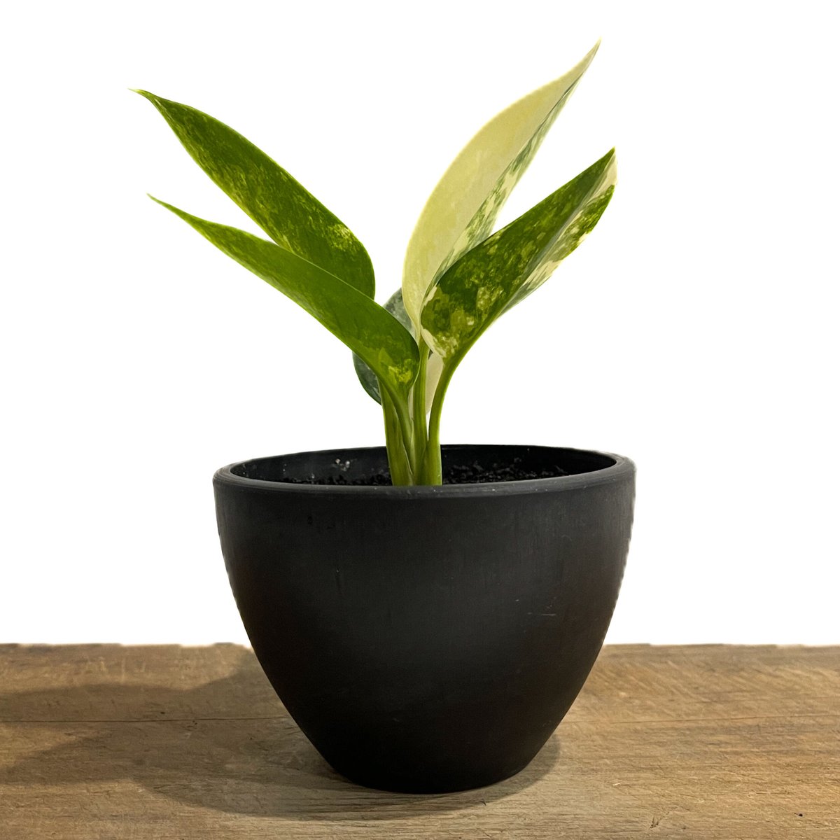 アグラオネマ スワンナプーム「Aglaonema Suvarnabhumi」9/11-16D-