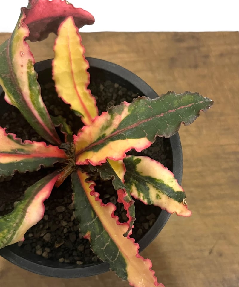 ユーフォルビア フランコイシー 斑入 「Euphorbia francoisii Varieg