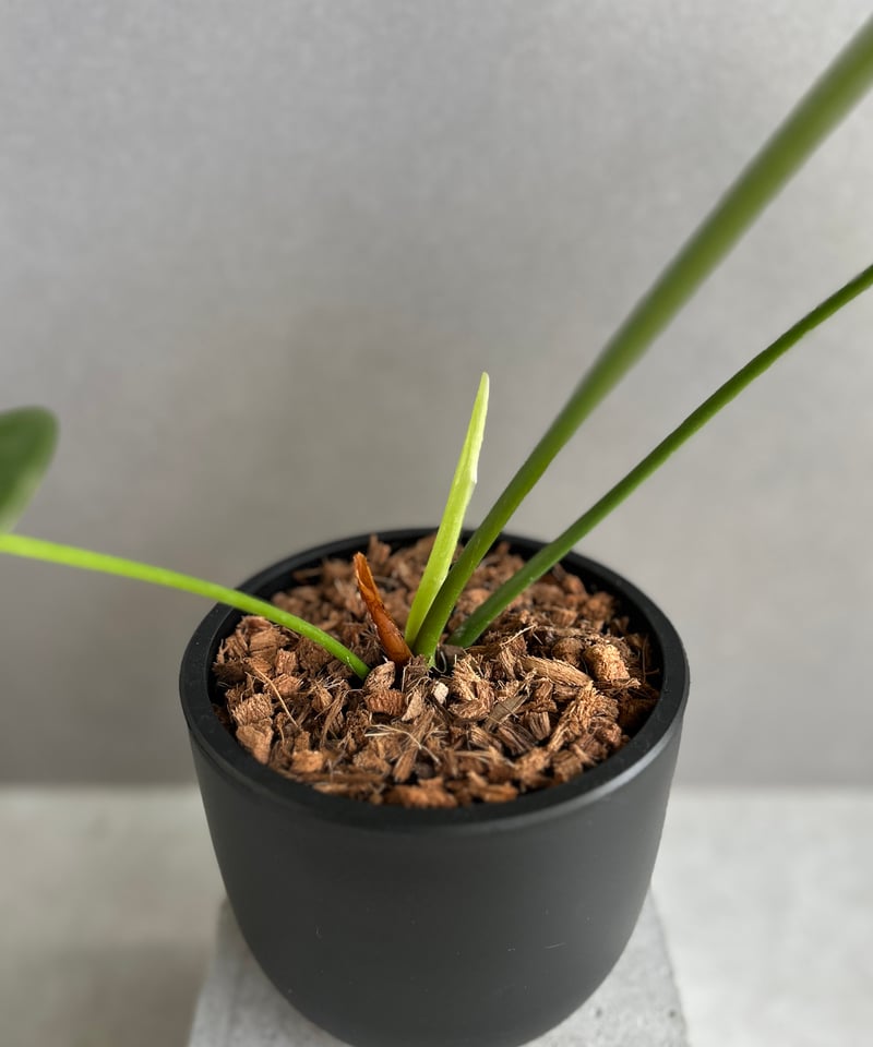 アンスリウム　ベイチー　No.024　鉢、送料込　メルカリ便 アンスリウム ベイチー - メルカリ