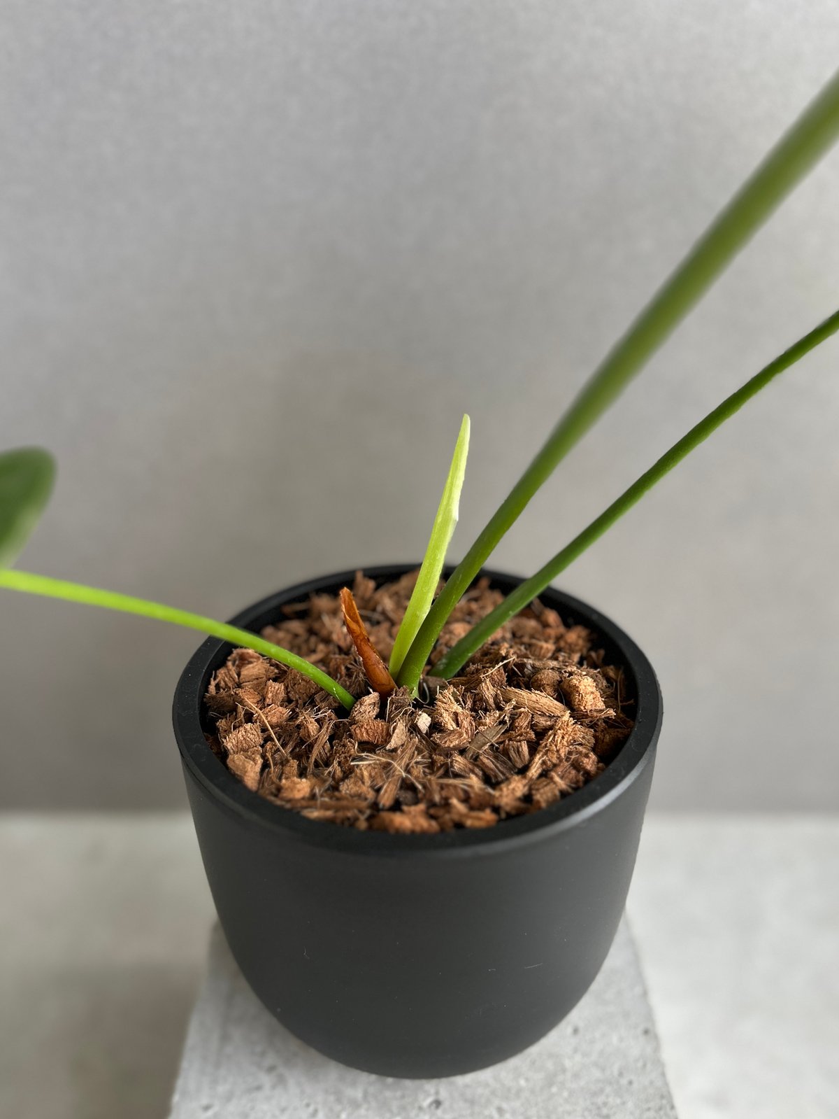 アンスリウム ベイチー 「Anthurium veitchii」74F | SHOUCHIKUEN