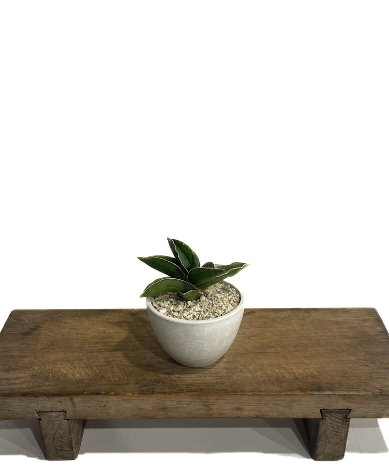 サンセベリア サムライ ドワーフ「Sansevieria samurai dwarf」81F-