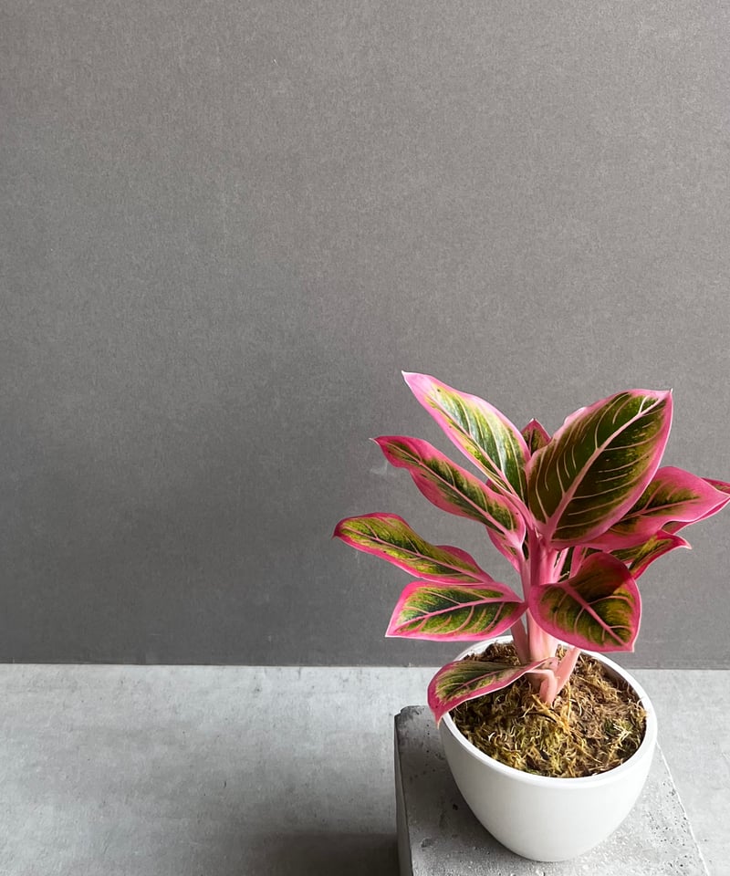 アグラオネマ ロータス デライト 「Aglaonema Lotus Delight」80Z |