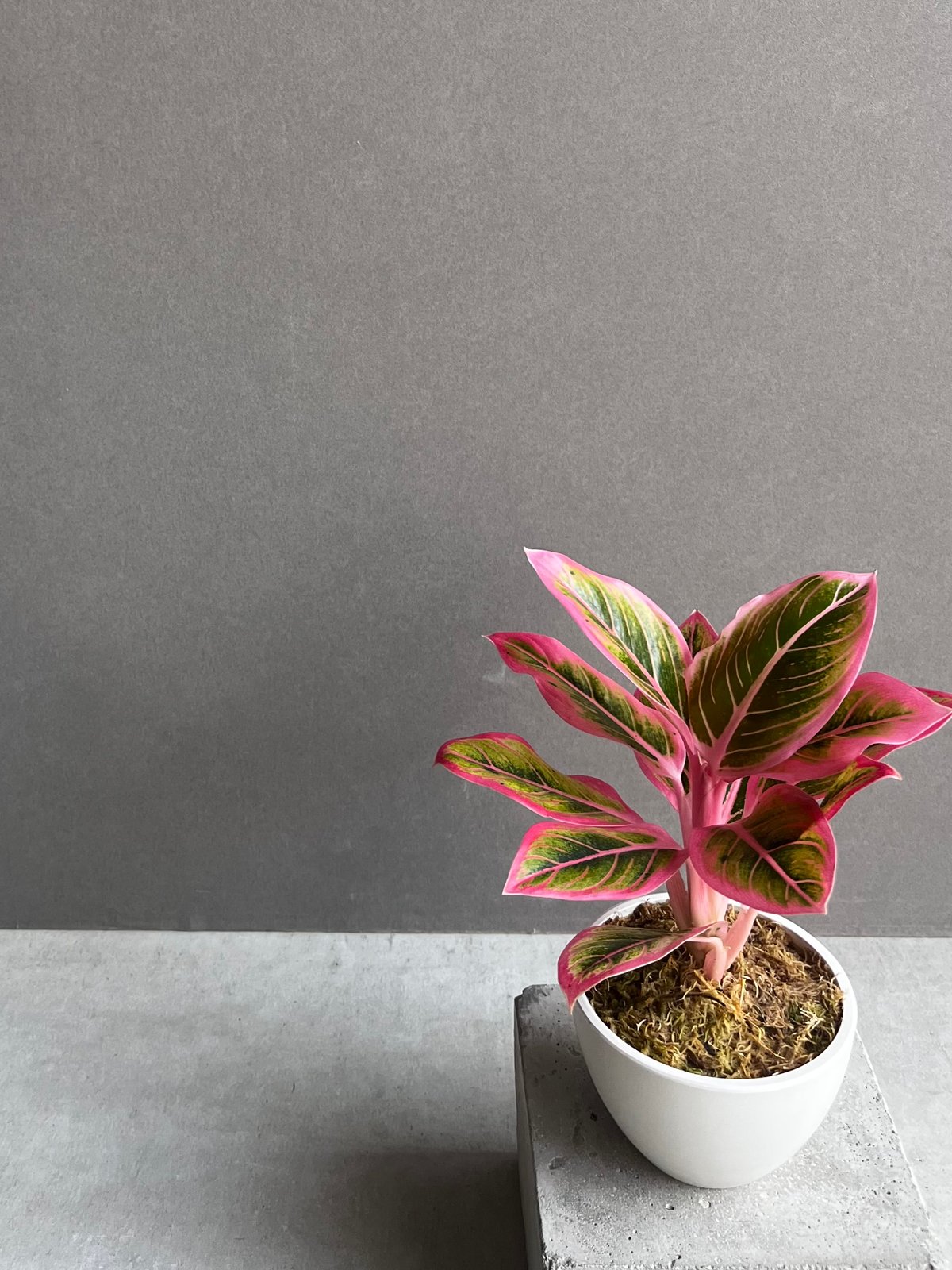 アグラオネマ ロータス デライト 「Aglaonema Lotus Delight」80Z |