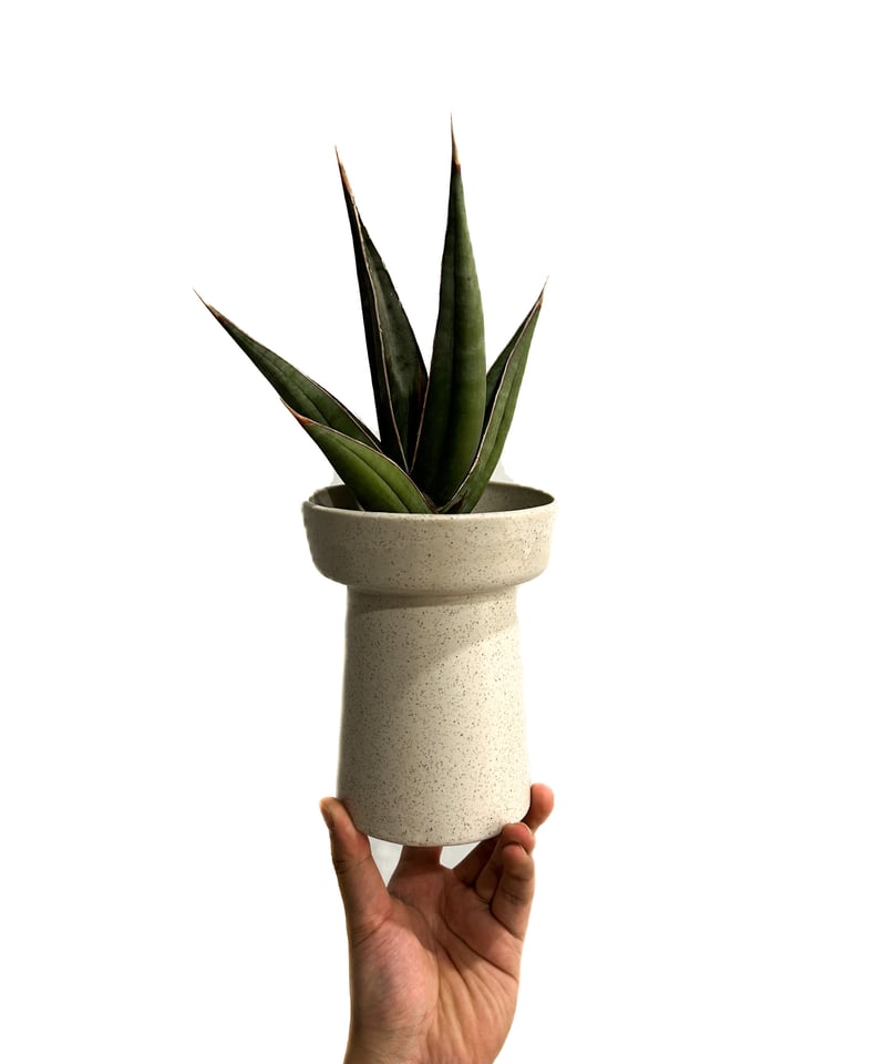 サンセベリア ピングイキュラ ロンギフォリア 「Sansevieria