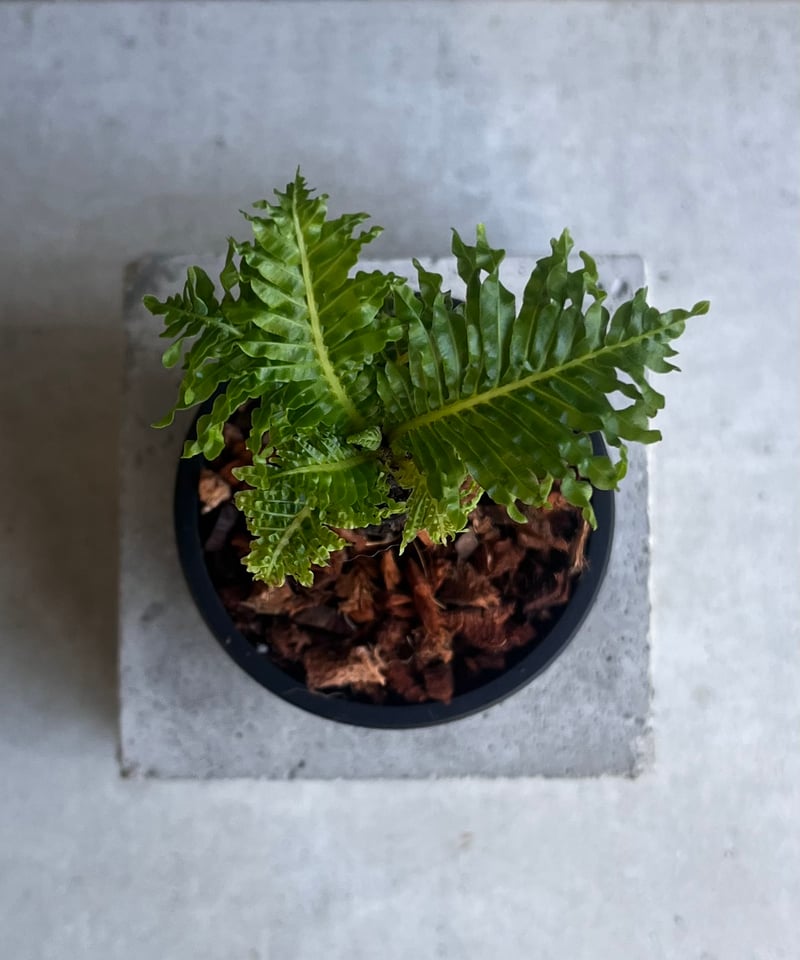 ブレクナム ギッバム ドワーフ 「Blechnum gibbum Dwarf 」4F | SH