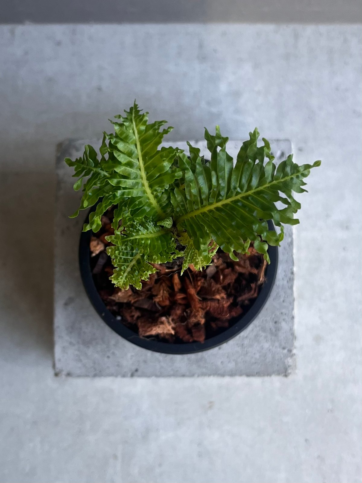 ブレクナム ギッバム ドワーフ 「Blechnum gibbum Dwarf 」4F | SH