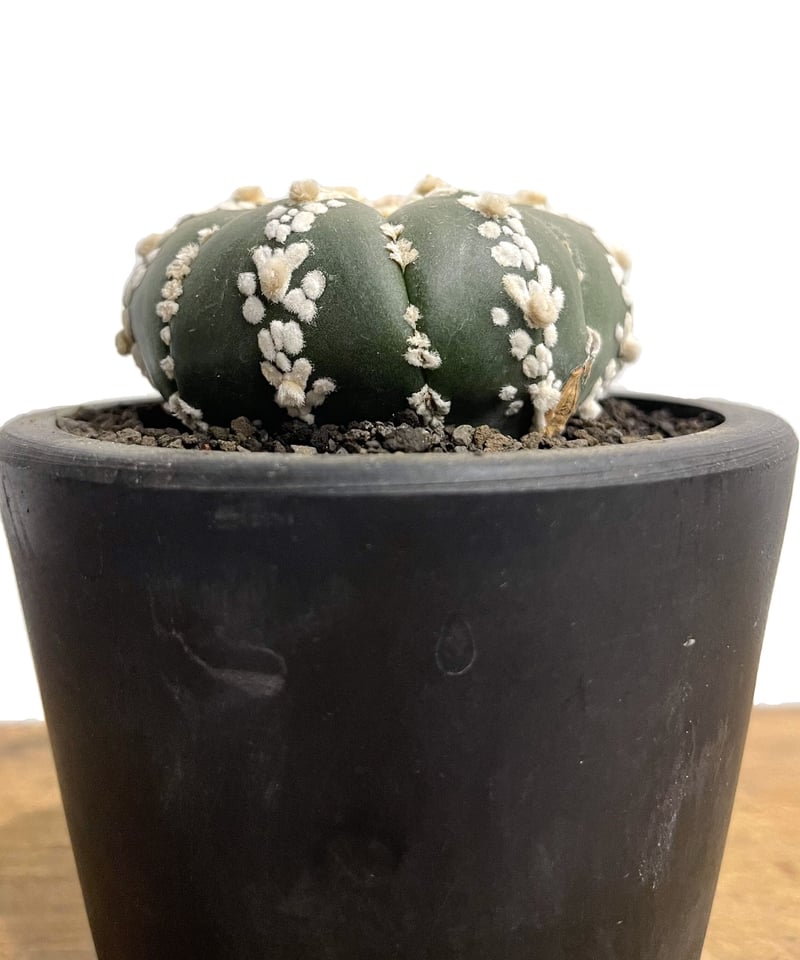 アストロフィツム 兜 Ⅴタイプ 「Astrophytum asterias V type (L アストロフィツム 兜 Ⅴタイプ 「Astrophytum asterias V type (L