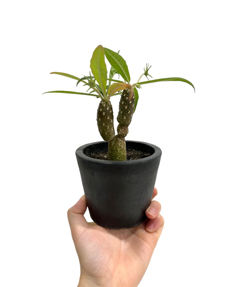 ドルステニア ランキフォリア (実生苗)「 Dorstenia crispa var.lanc