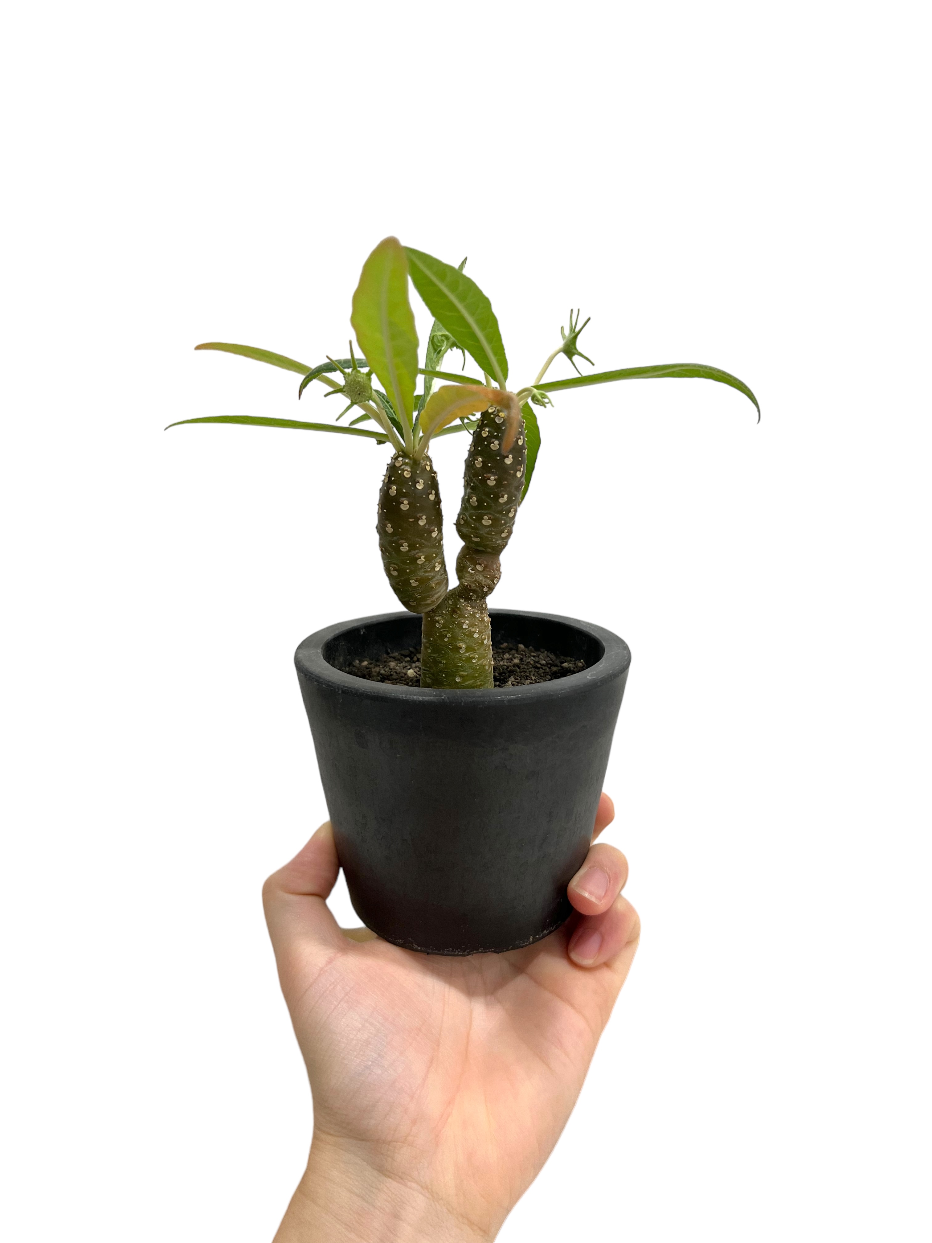 ドルステニア ランキフォリア (実生苗)「 Dorstenia crispa var.lanc
