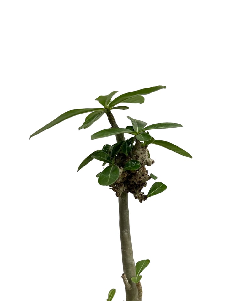 アデニウム 突然変異種 選抜個体 「Adenium mutation Select 」47N