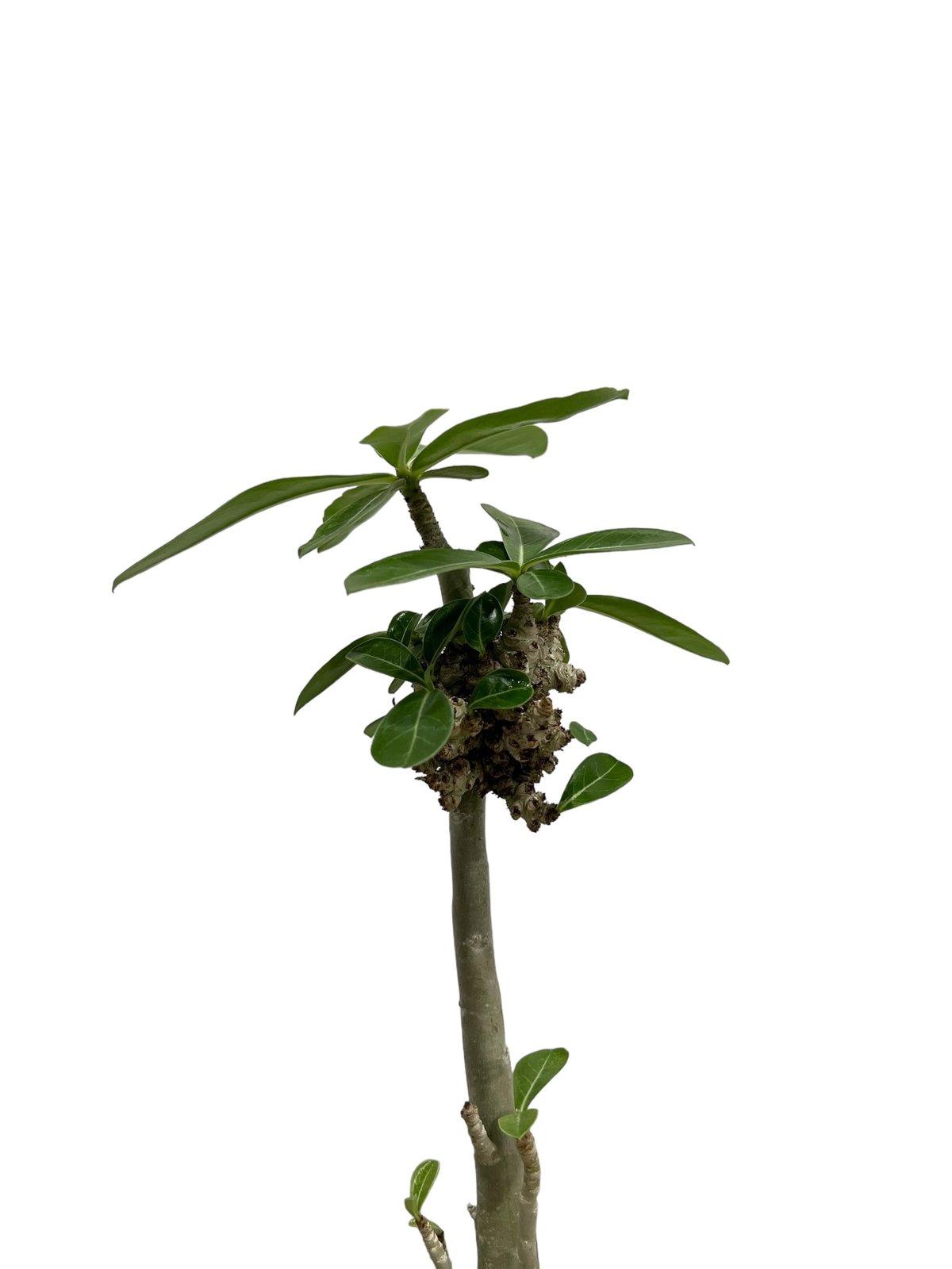 アデニウム 突然変異種 選抜個体 「Adenium mutation Select 」47N