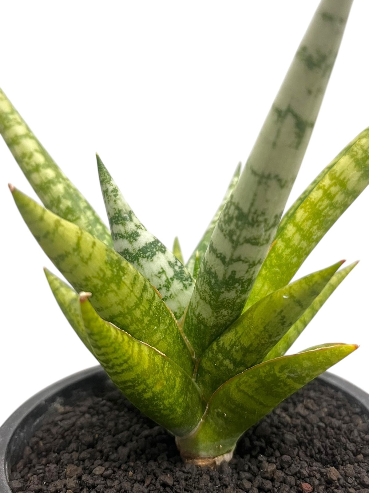サンセベリア ゼブラ 「Sansevieria Zebra (by Unyamanee Gar