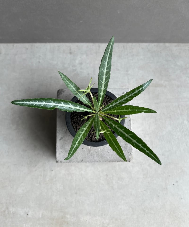 ドルステニア ランキフォリア (実生苗) 「Dorstenia crispa var.lanc