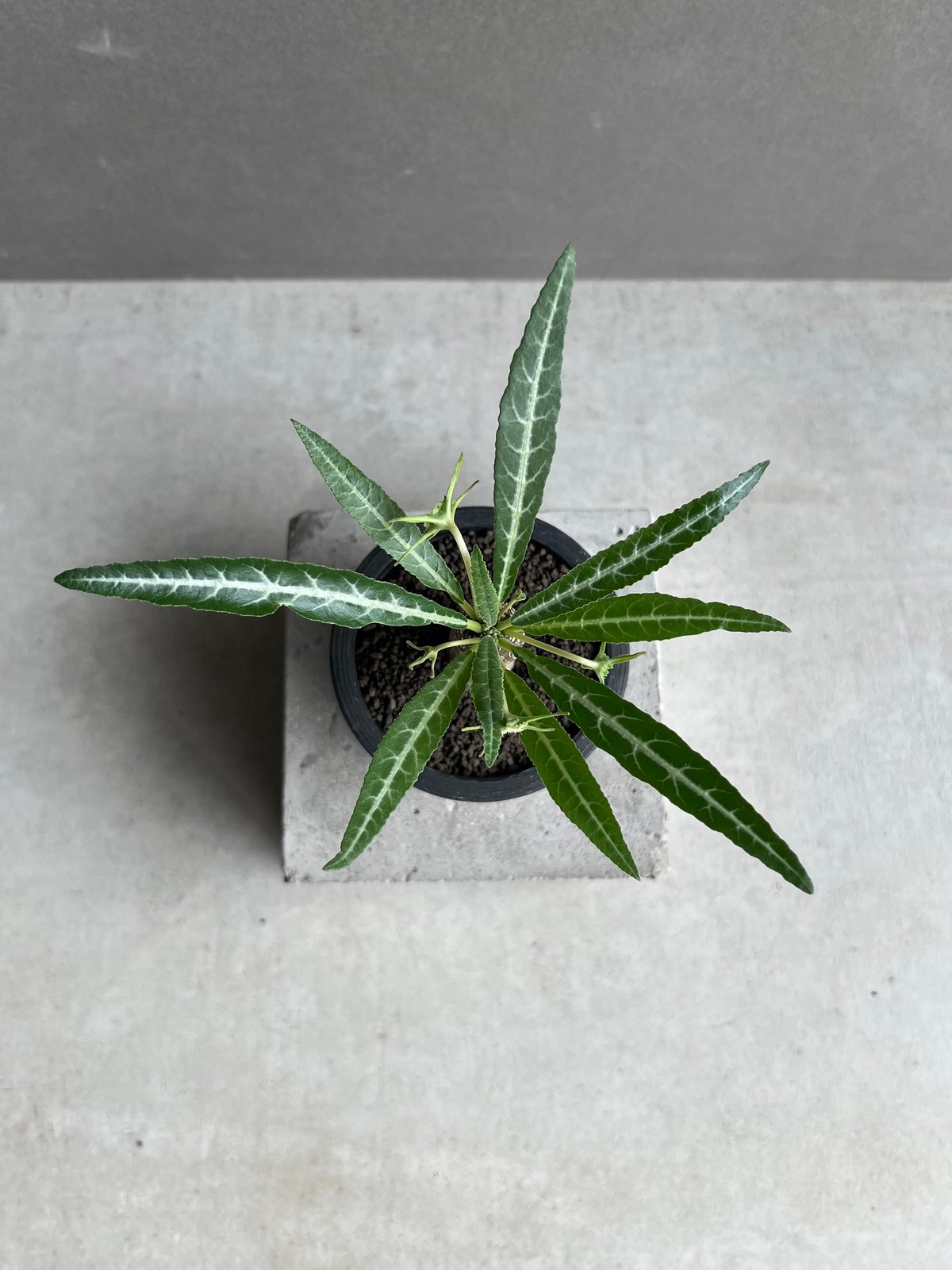 ドルステニア ランキフォリア (実生苗) 「Dorstenia crispa var.lanc