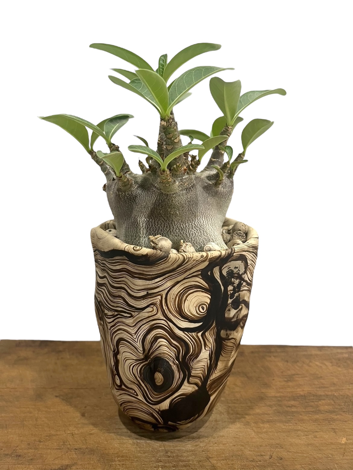 【激レア/ブラックスキン/ドワーフ 】アデニウム スーパーレッド A-1 鉢植え 激レア/ブラックスキン/ドワーフ 】アデニウム スーパーレッド A