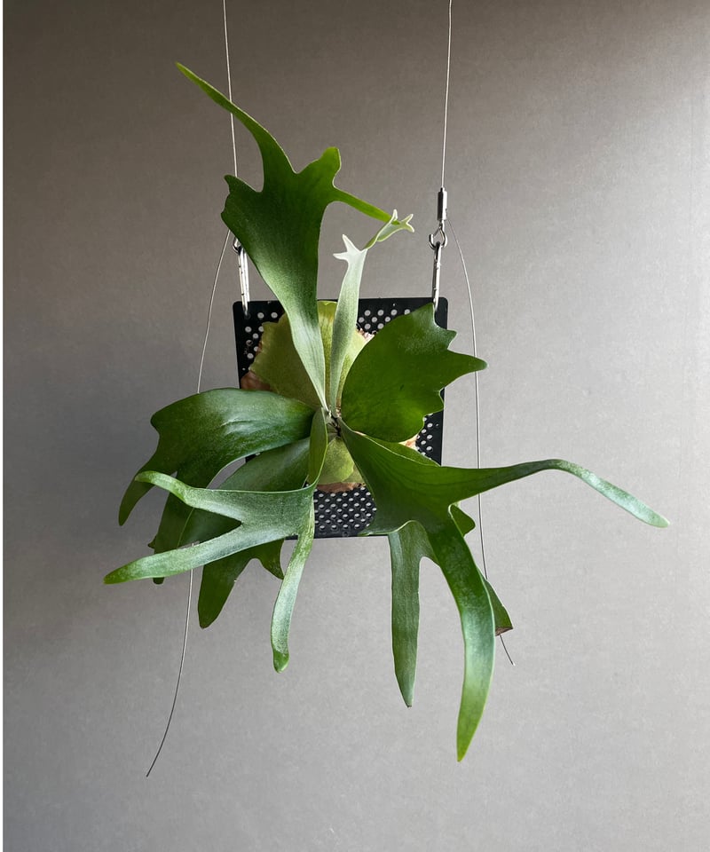 p.Bifurcatum cv.FirstLove ビカクシダplatyceri