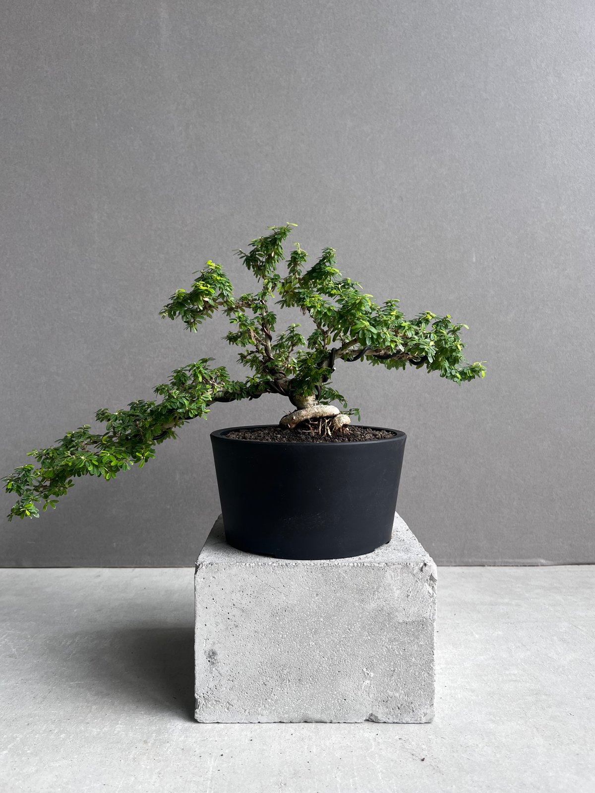 うち” 盆栽 「“UCHI” BONSAI 」65A | SHOUCHIKUEN