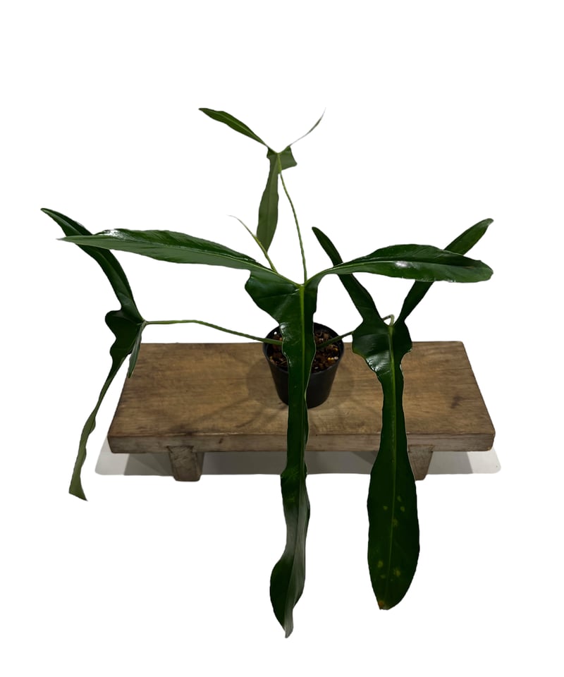 フィロデンドロン ロンギロバトム 'レラノ ミヤノ'「 Philodendron