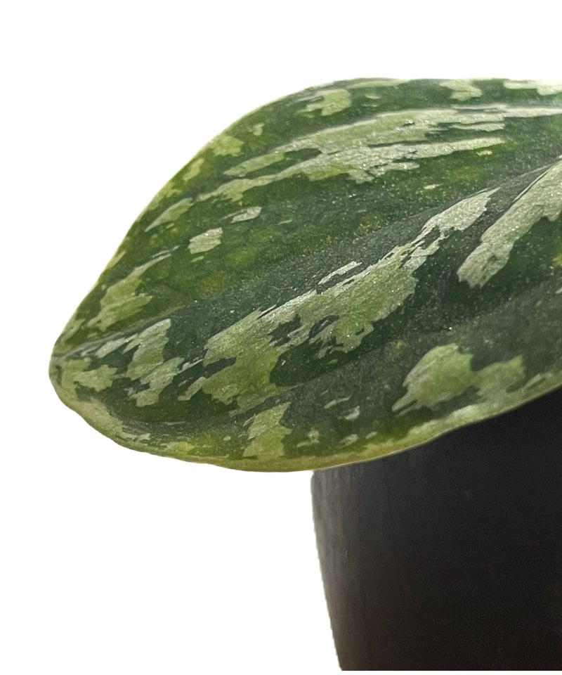 スキンダプサス トリカラー「Scindapsus Tricolor」78A-2 | SHOUC