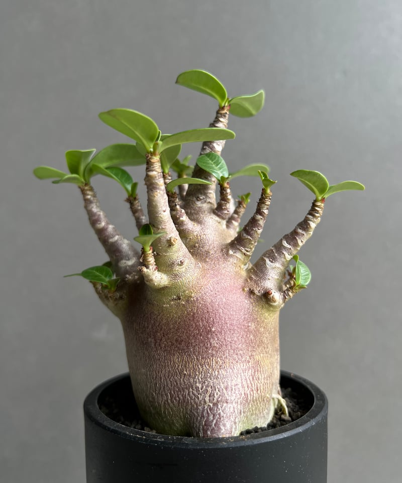 アデニウム アラビカム スーパー ドワーフ “レッド” 「Adenium