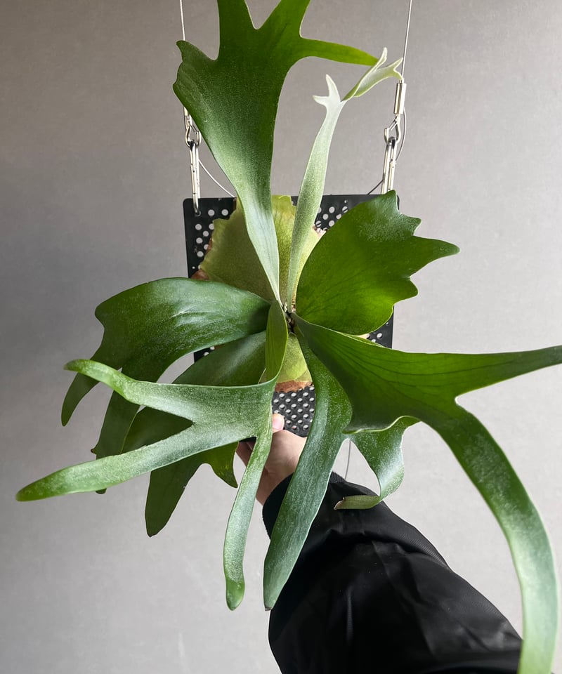 p.Bifurcatum cv.FirstLove ビカクシダplatyceri