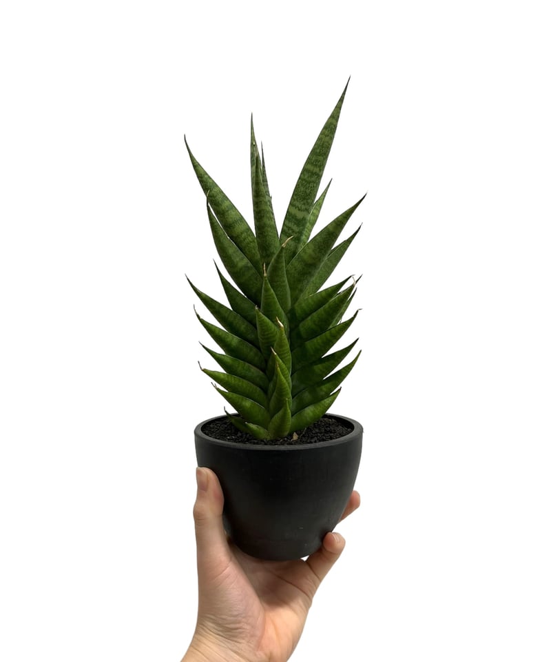 a48 サンセベリア 希少 サンスベリア ベンジャロン アンヤマニー