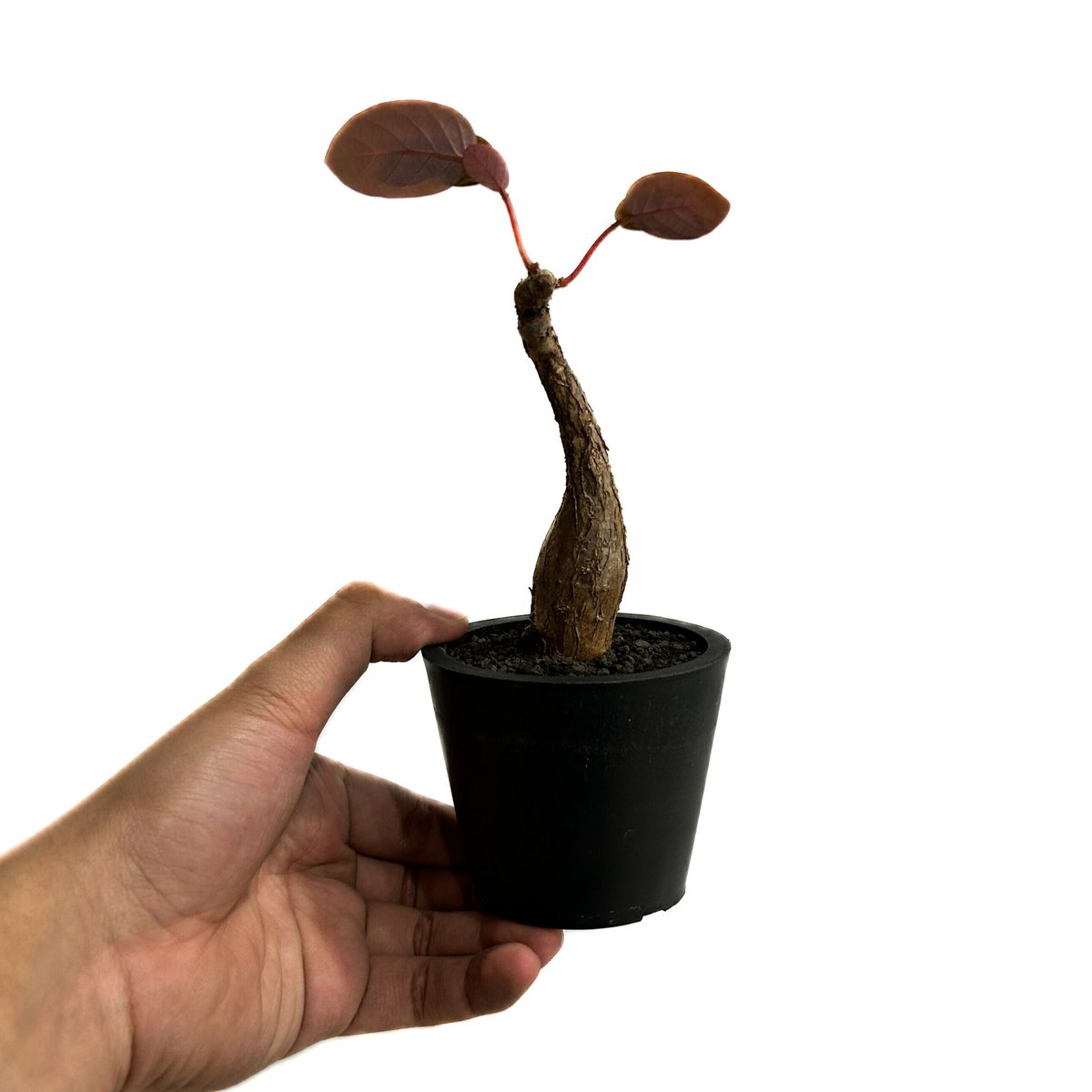 フィランサス ミラビリス「Phyllanthus mirabilis」5/29-644 | S