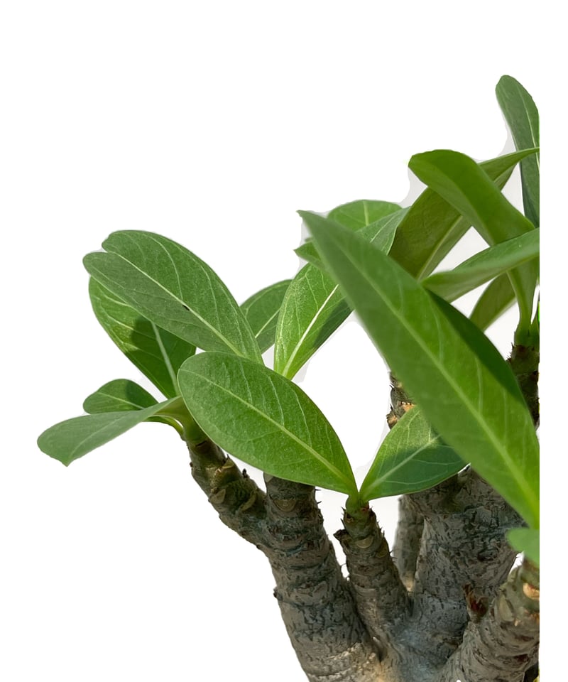 アデニウム タイソコトラナム ”ブラック”+pmp 「Adenium Thai socotr