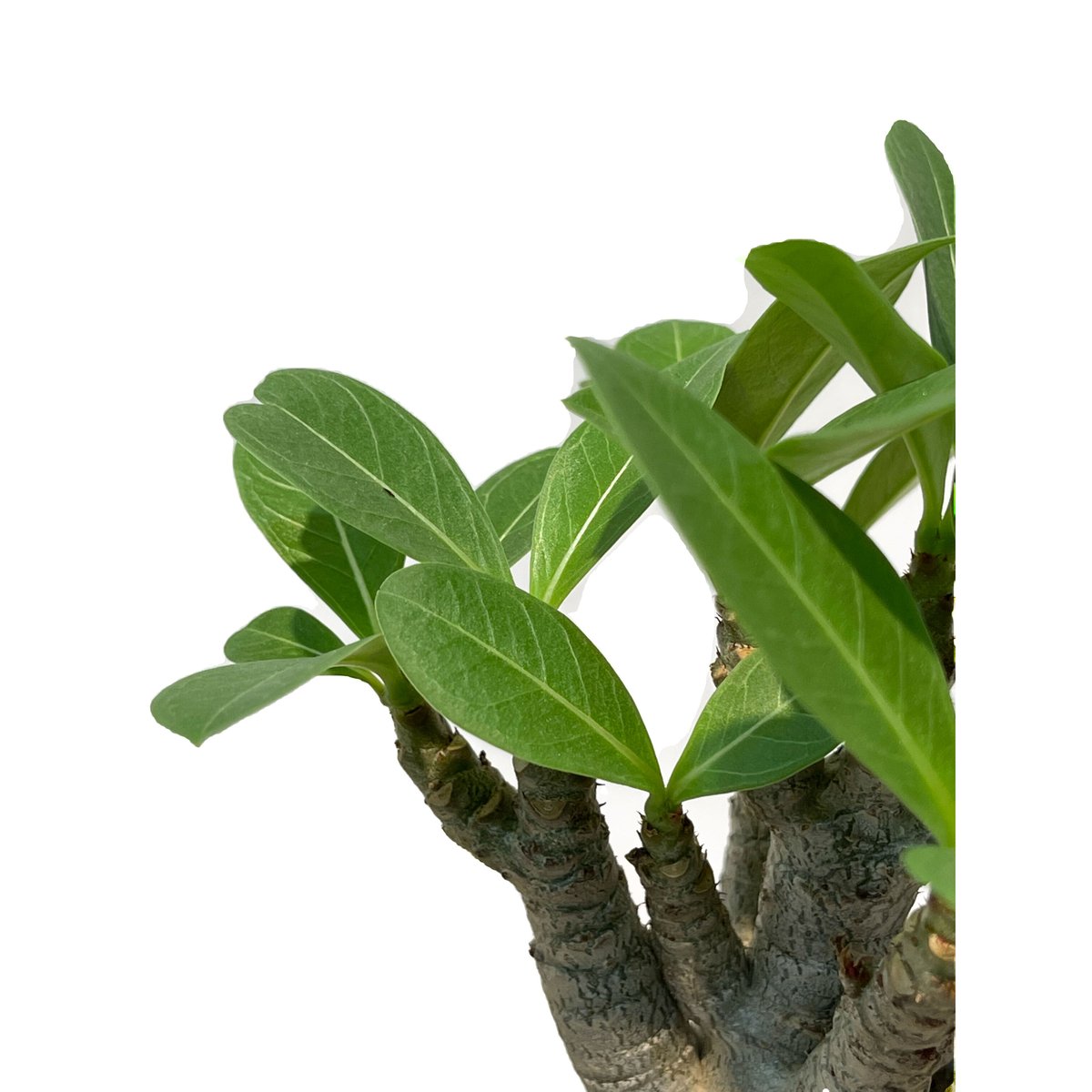 アデニウム タイソコトラナム ”ブラック”+pmp 「Adenium Thai socotr