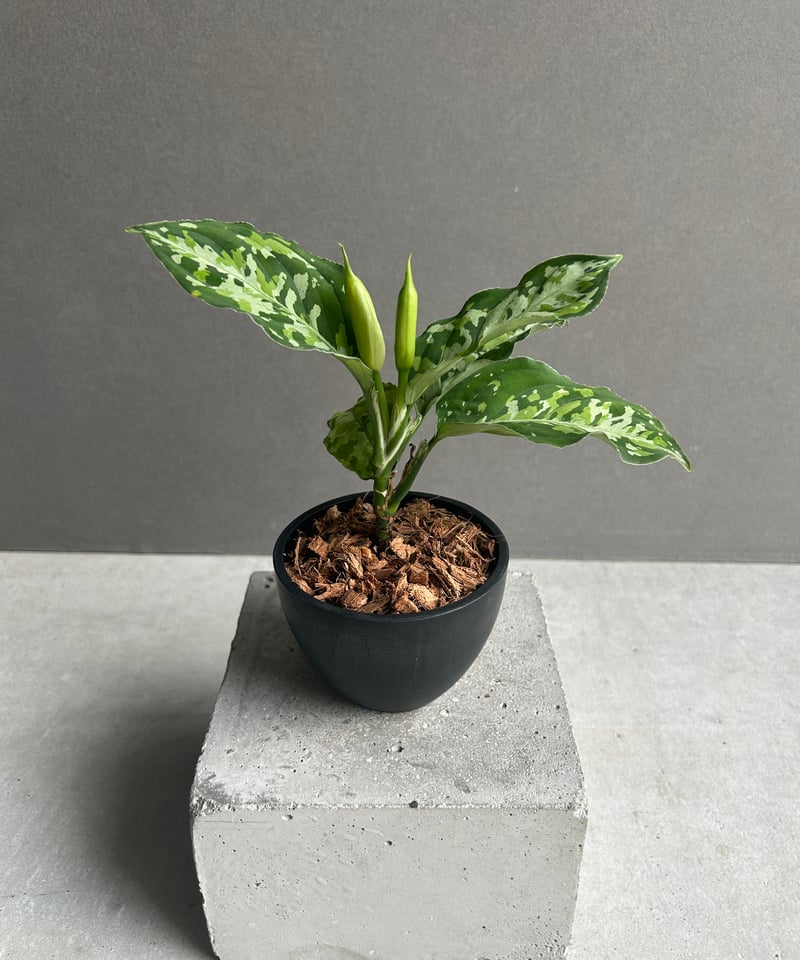 アグラオネマ ピクタム トリカラー 「Aglaonema pictum tricolor 」9