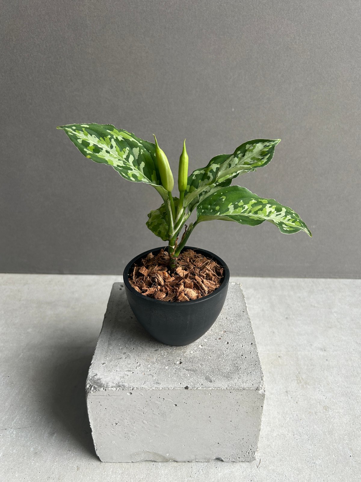 アグラオネマ ピクタム / Aglaonema pictum tricolor アグラオネマ ピクタム トリカラー 「Aglaonema pictum tricolor 」9